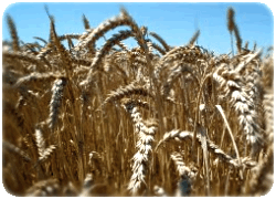 pšenica ozimná